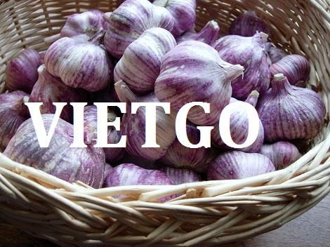 Tỏi tía Vietgo